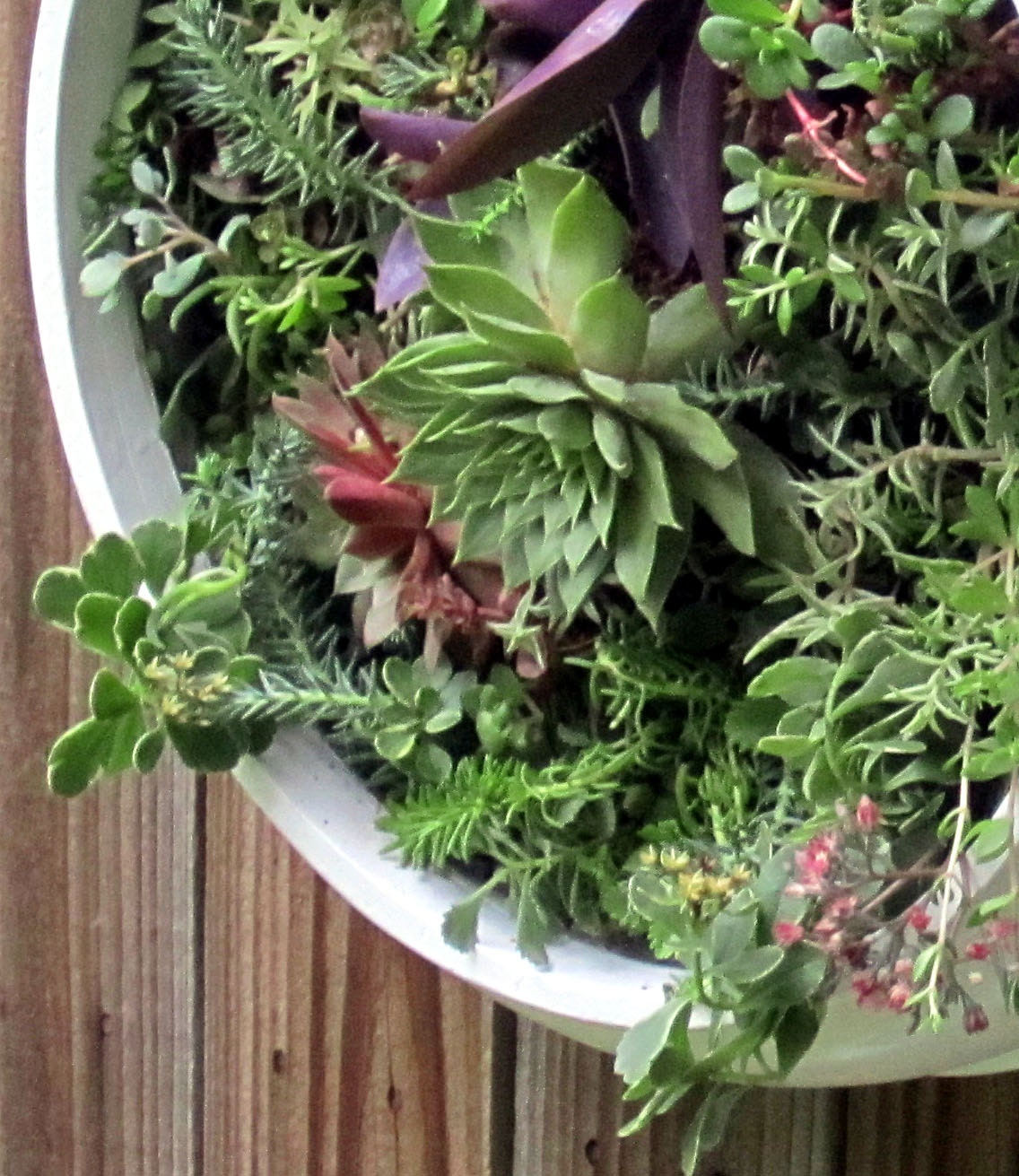 Upcycled and Elegant Round Living Wall Succulent Planters