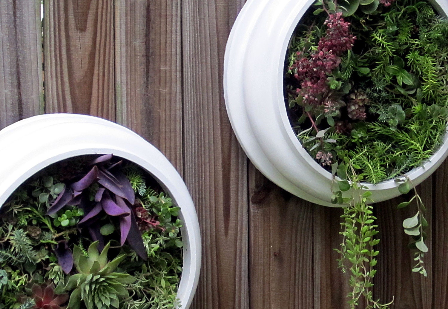 Upcycled and Elegant Round Living Wall Succulent Planters