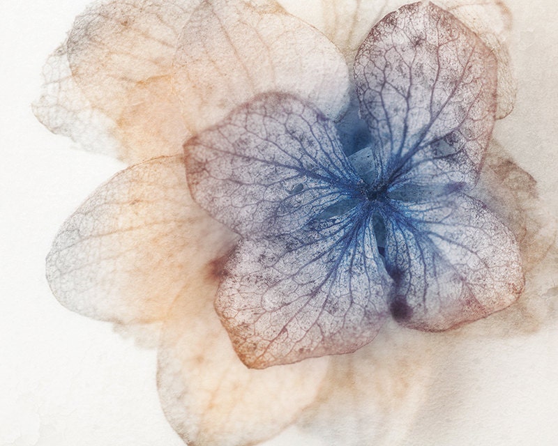 Shabby Chic Photography: Pastel Hydrangea Flower in Romantic Ivory and Violet, Metallic 8x10 Photo