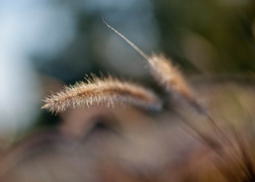 Macro Photograph nature photography flower photography  pastels shabby chic minimal beige wall art Grass  4x6 Fine Art Photography Print