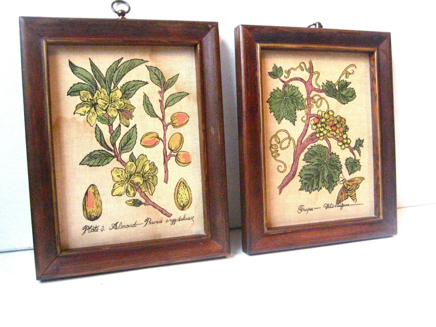 Almond and Grapes Kitchen Canvas Prints