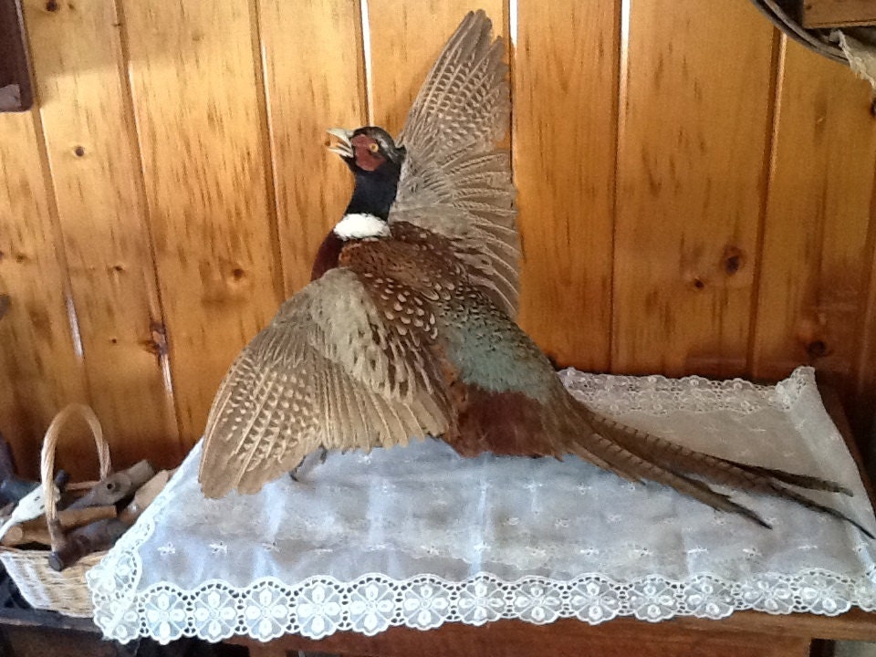 Vintage Taxidermy Large Male Pheasant Big in Flight Wing Span