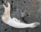 Cow Jawbone
