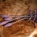 Lavender Wands - Rose Muave Huge