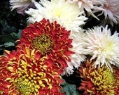 Chrysanthemums, Autumn Italian Flower Market, Lake Cumo. Italy, Luscious Rich Pom Pom Mums in Brilliant Autumn Hues