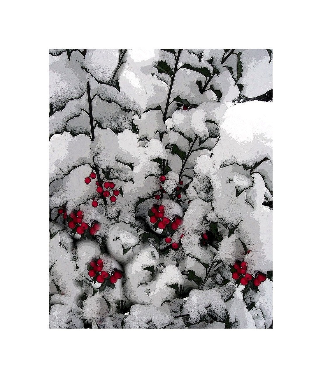 Snow Covered Holly, 8 x 10, Modern Graphic Art Photograph, Snowy  Winter Holly, The Maine View