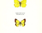 BUTTERFLY PRINT Art Original 1965 Book Plate 104 Beautiful Brimstone and Apline Clouded Yellow Butterflies Summer Flower Garden Nature