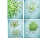 30% Off, nature photography, still life,11x14 Set of 4, Queen Anne Lace, botanical, flower, teal, blue, mint, woodland,nursery, shabby chic