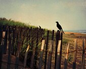 Crow Beach Photograph Raven Fence Coastal Shore Sea side Ocean Wall Art 8x8 Nature Bird Print