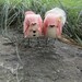 Ginger Pink Love Birds Wedding Cake Topper