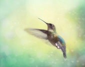 Hummingbird Photography, Hummingbird in Flight, Picture of Hummingbirds, Aqua Wall Art, Unisex Nursery Decor, Bird Photography, 8x10 Print