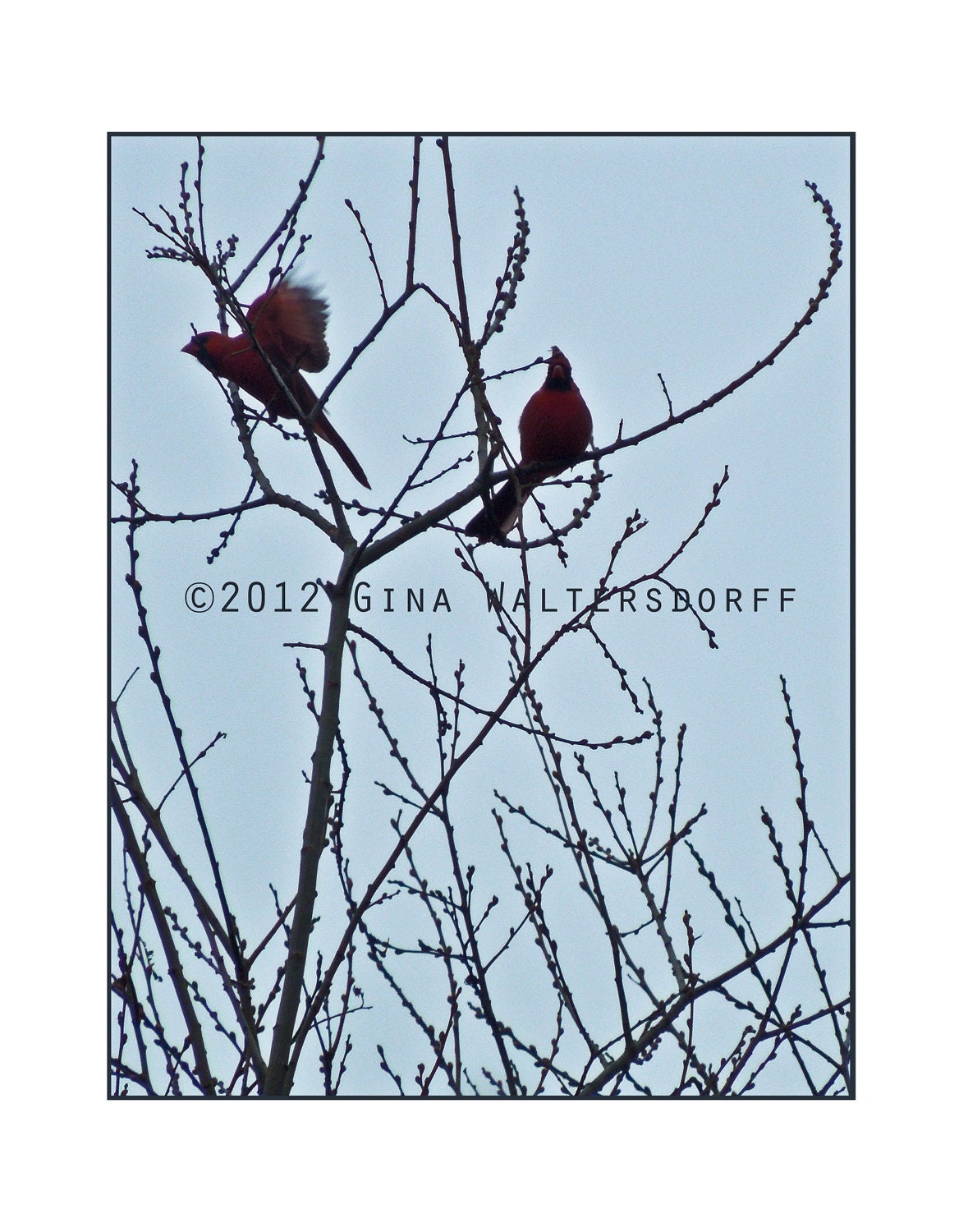 Modern Bird Silhouette, Giclee Print Cardinals, Wall Art 8x10, Blue, Black, Cardinals Flying on a Pussy Willow Tree, Gift Under 25, Sale