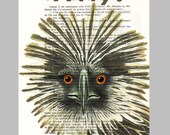 Why bird- ORIGINAL ARTWORK Mixed Media, Hand Painted  on 1920 famous Parisien Magazine 'La Petit Illustration' xyz