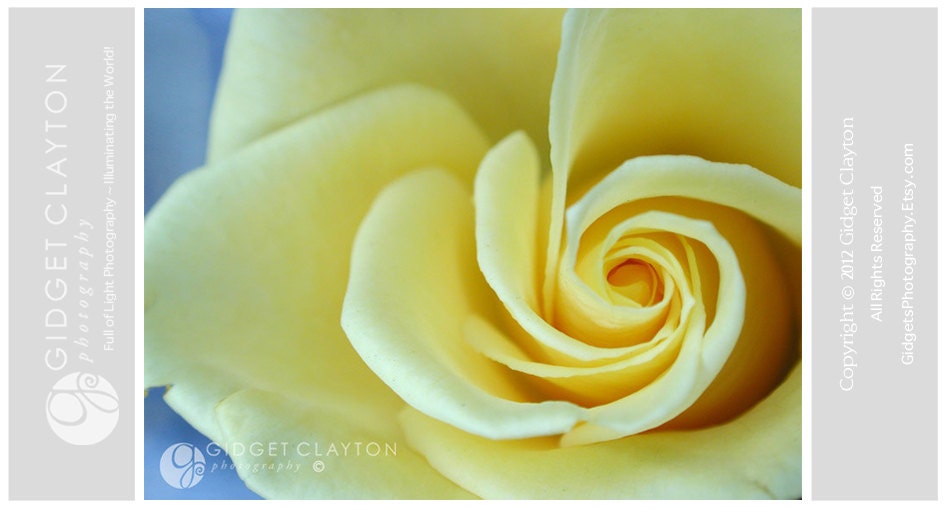 Fine Art Photography 8 x 10 Print - Flowers - Yellow Rose of Texas - Home Decor - Gifts Under 50