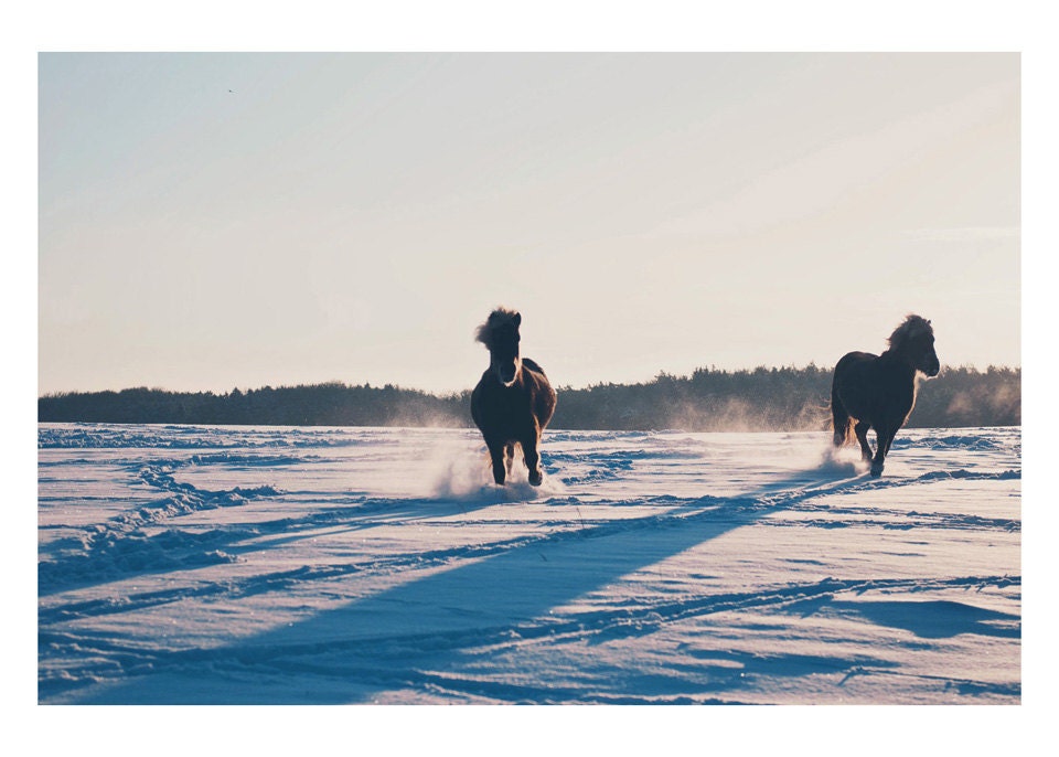 horse winter snow running color photo print - whimsical fine art animal photography, cold, equine, blue, shadow, silhouette, powder - 7x5