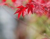 WEEKEND - Nature, Red, Japanese Maple, Earth Tones, Fine Art Photography 8 x 10 Giclee Print / Home Decor, Wall Art