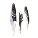 Magpie Feather painting Bird art wildlife nature-  print of watercolor painting A4 print