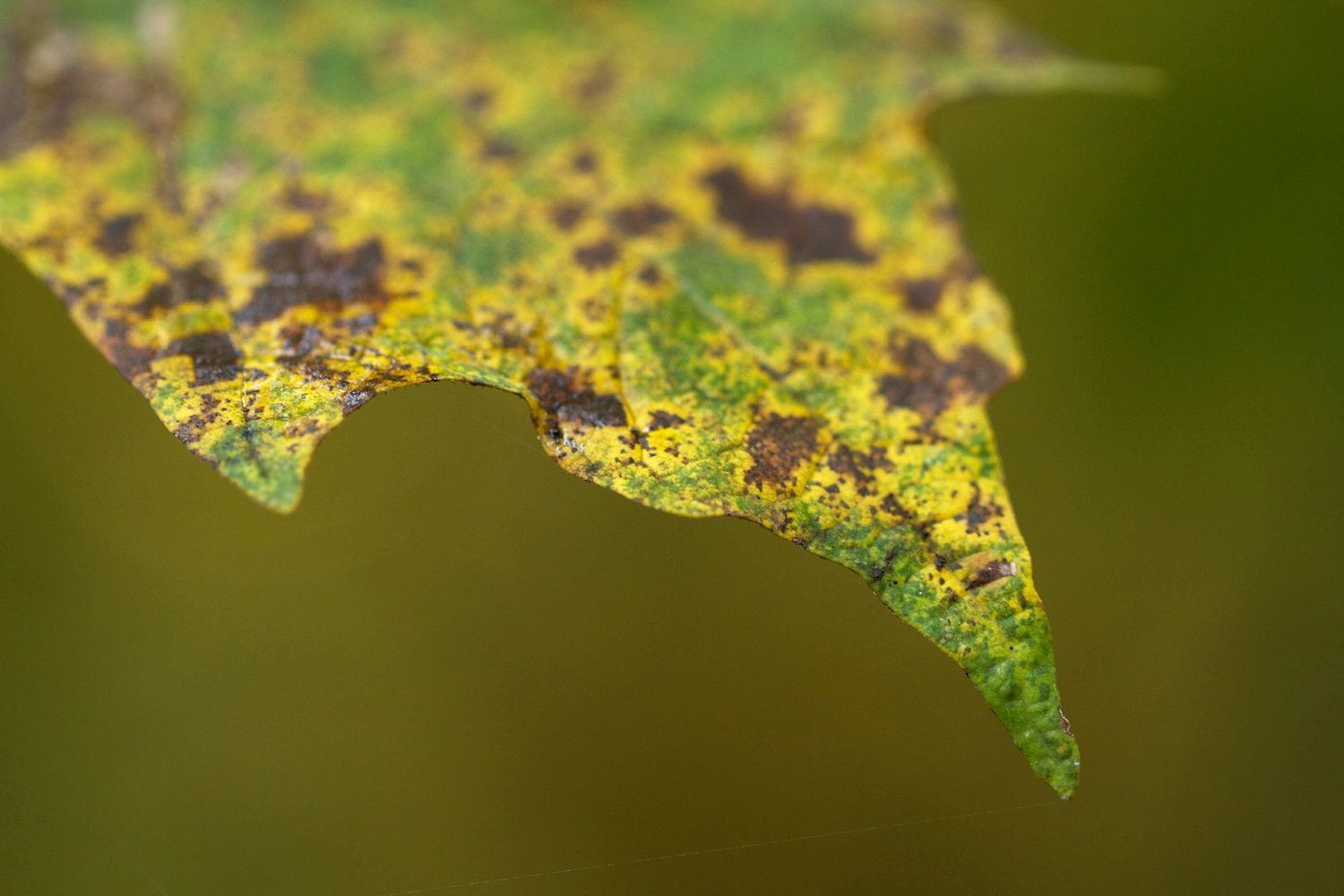 Nature Photography - Oak Leaf - Autumn - Green - Yellow - Brown - Woodland - 6X9 - Fine Art Photography - Art Print