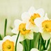 Flower Photography - yellow green photo spring daffodil wall art prints nature photography color white - 5x7 Photograph, "A Fresh Start"