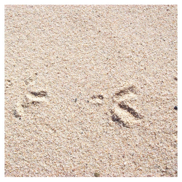 Footprint on sand Beach fine art photo 20x20cm (8x8inches) Peach beige wall decor First step Summer romantic pastel