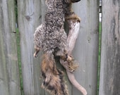 SALE- Lifesize Fox Squirrel Taxidermy Mount leaping on branch with habitat moss wood