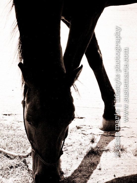 Grazing - Black & White Sepia Horse Nature Photography, 11x14 Print