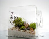 Modern Beach Cube Lichen Terrarium: White or Black Sand