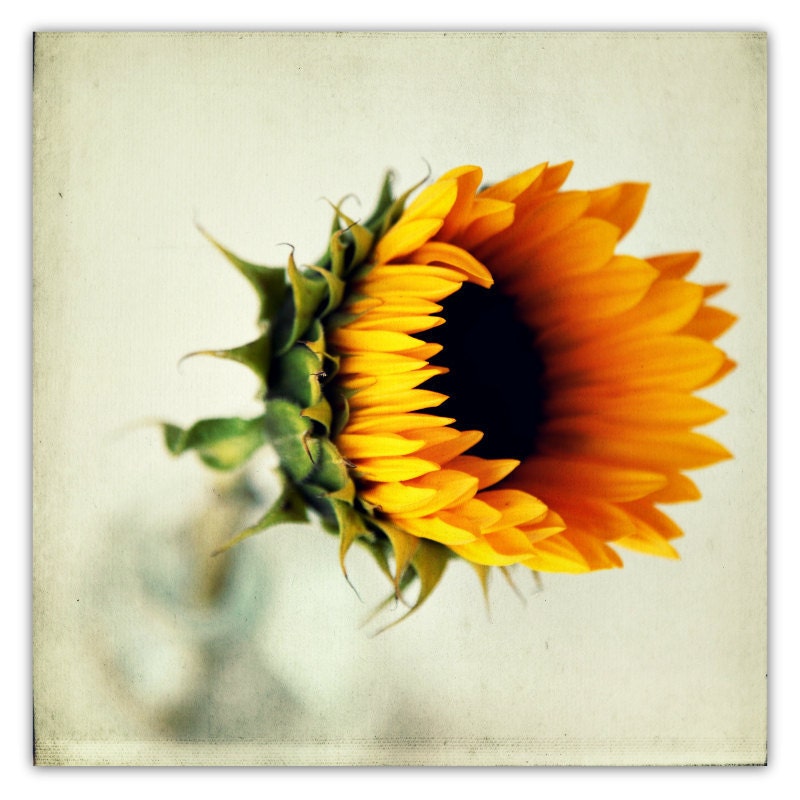 sunflower photograph, fall decor, autumn, flower photography, yellow, sunshine, honey gold, green, vintage bottle - 20x20 photograph - SeptemberWren