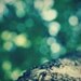 photography, emerald decor, tree photo, inspirational print, green, emerald, nature, bokeh, bark, zen - Grow Strong I, 8x8 art photograph