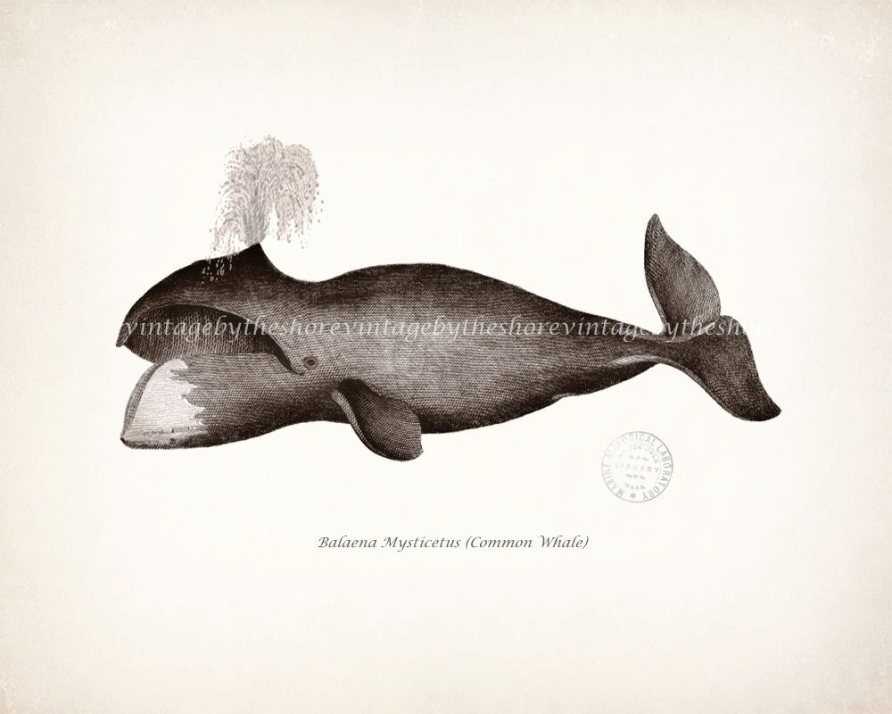 Antique Whale Print - Common Whale Natural History Nautical Style Wall Decor 10x8