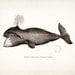 Antique Whale Print - Common Whale Natural History Nautical Style Wall Decor 10x8