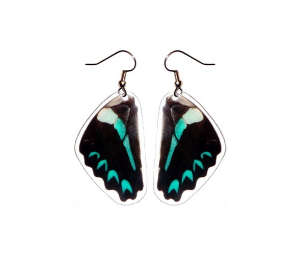REAL blue butterfly wing earrings - Graphium Milon
