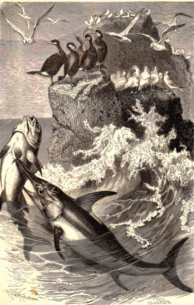 1883 Swordfish Antique Engraving Black and White 19th Century Home Decor