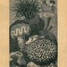 Sea Anemones Antique Engraving  Natural History Print Brehms Tierleben