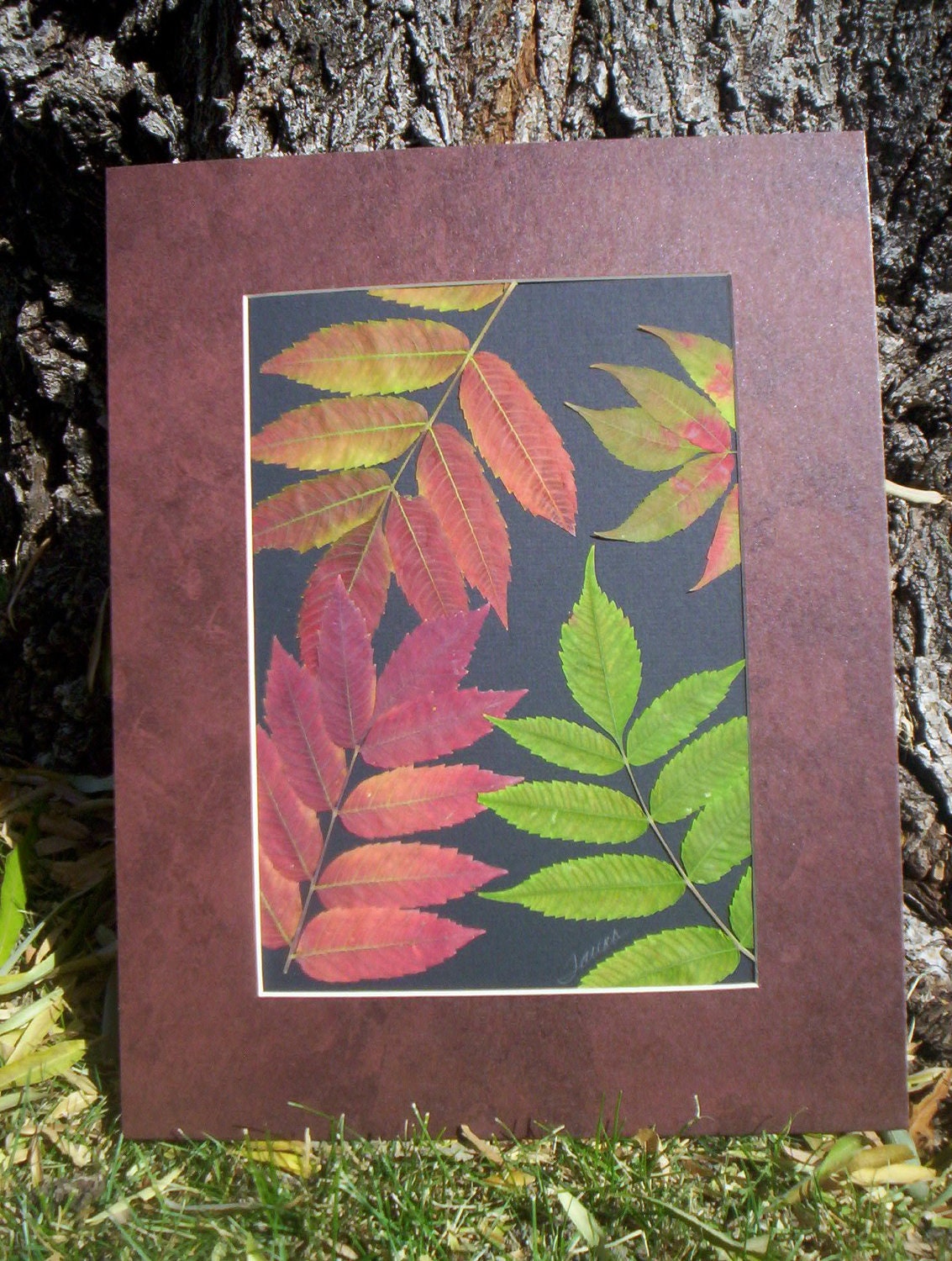 Real Pressed Sumac Leaves - Autumn Leaves -  OOAK 11 X 14  matted Original Art -