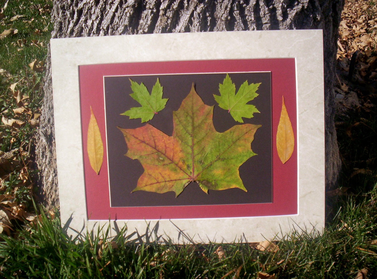 Real Pressed Maple Leaves - Organic Botanical - Eco-Friendly Natural Art 11 x 14