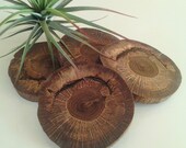 4 -   Natural Oak Tree slices - Wood coasters  - Home decor - Gift