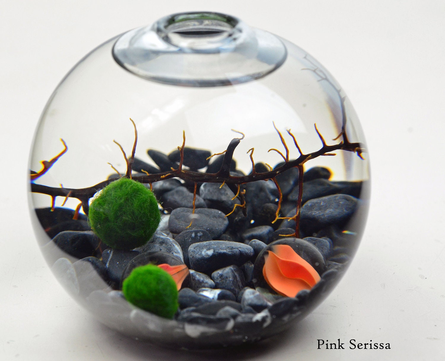 Marimo Terrarium - Japanese Moss Ball aquarium - ball vase - marbles - sea fan - grey pebbles