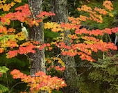 Autumn tree photo, forest photography, yellow orange red maple leaves, Fall woods wall art, colorful leaves 8x10 home office decor