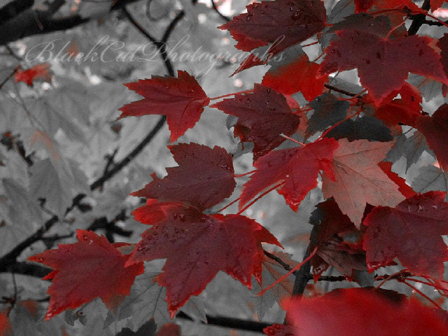 Autumn leaf photo, blood red, cranberry maple forest, Fall tree print, dark red wall art, 8x10 home decor, nature photography