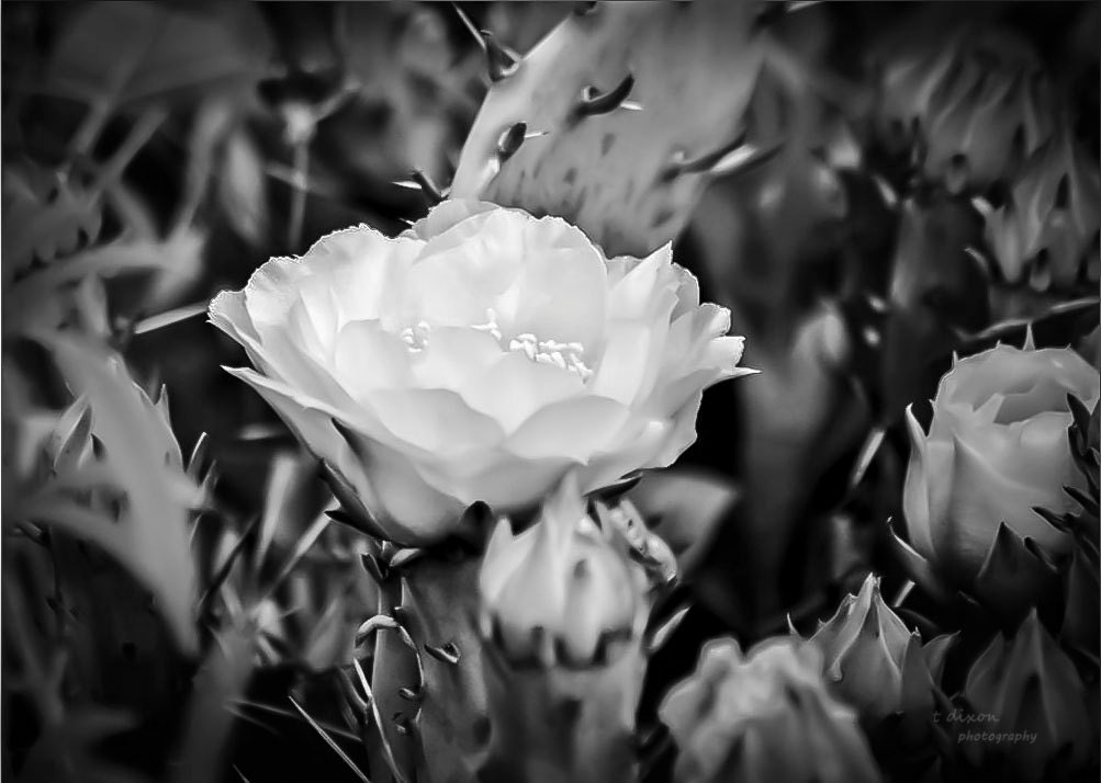 Cactus Beauty