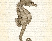 Vintage Sepia Seahorse Digital Collage 8x10 Art Print Natural History Wall Decor Homr Decor Sea Beach Coastal Decor Illustration