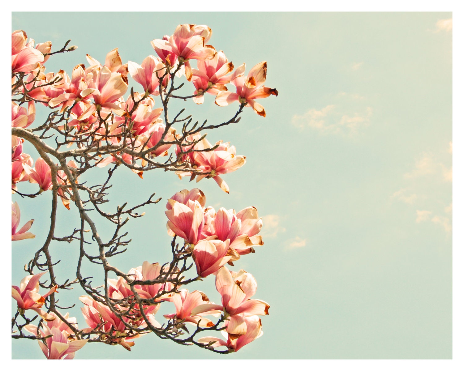Pink Flowering Tree and Blue Sky - April on Cape Cod - 8 x 10 - Fine Art Photo