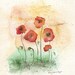 Fields of Love Poppy / Red Poppy flowers / 5x7 Watercolor Print