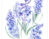 Hyacinths - a fine art reproduction of a botanical painting by Elisabeth Sherras Clark. 23" x 16.5" Giclee print on fine art paper - Artographi