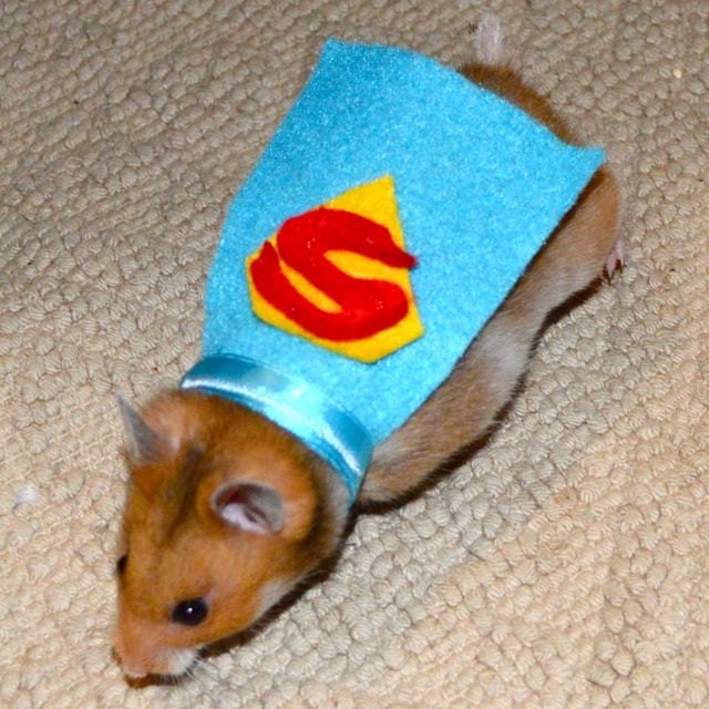 Superman hamster costume. Hamster / pet Halloween costumes by la Marmota Café.