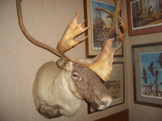 caribou and elk