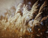 Soft as Wheat 8x10 Fine Art Photography Autumn Fall Brown Gold Shabby Chic Country Home Decor Wall Art