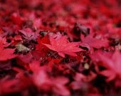 Red Leaves 8x10 Fine Art Photography Autumn Fall Japanese Maple Rustic Home Decor Wall Art