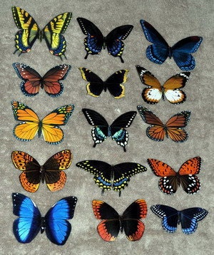 Butterfly Magnets Wholesale Lot of 15 Insects by Doug Walpus